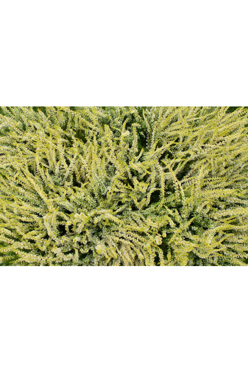 Wrzos 'Sandy' Calluna vulgaris