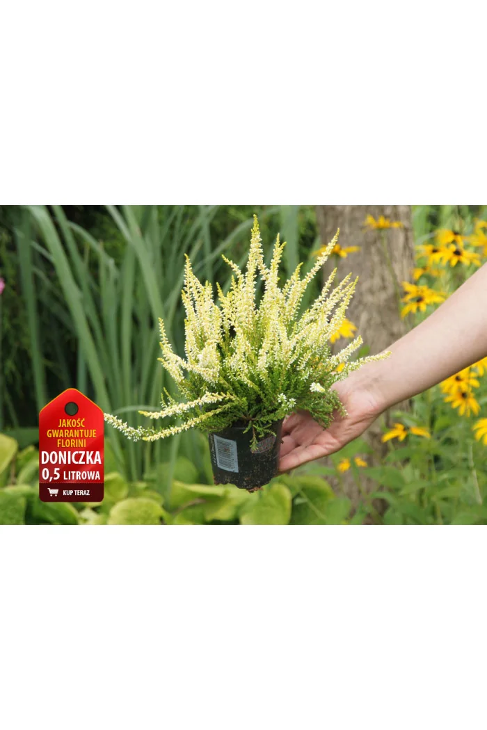Wrzos 'Sandy' Calluna vulgaris