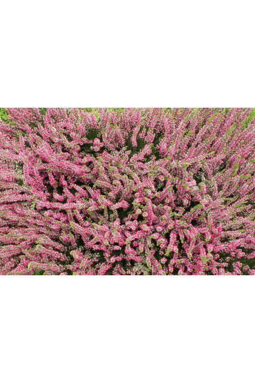 Wrzos 'Atena' Calluna vulgaris