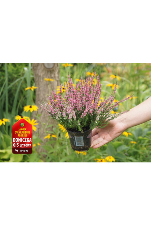 Wrzos 'Atena' Calluna vulgaris