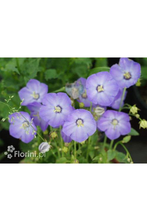 Dzwonek karpacki 'Pearl Blue' | Campanula carpatica