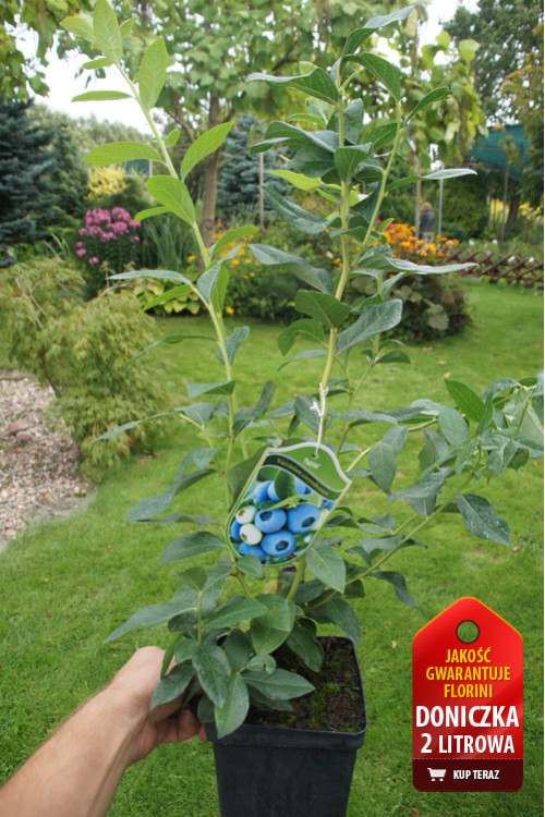 Borówka wysoka (amerykańska) 'Brigitta' Vaccinium corymbosum