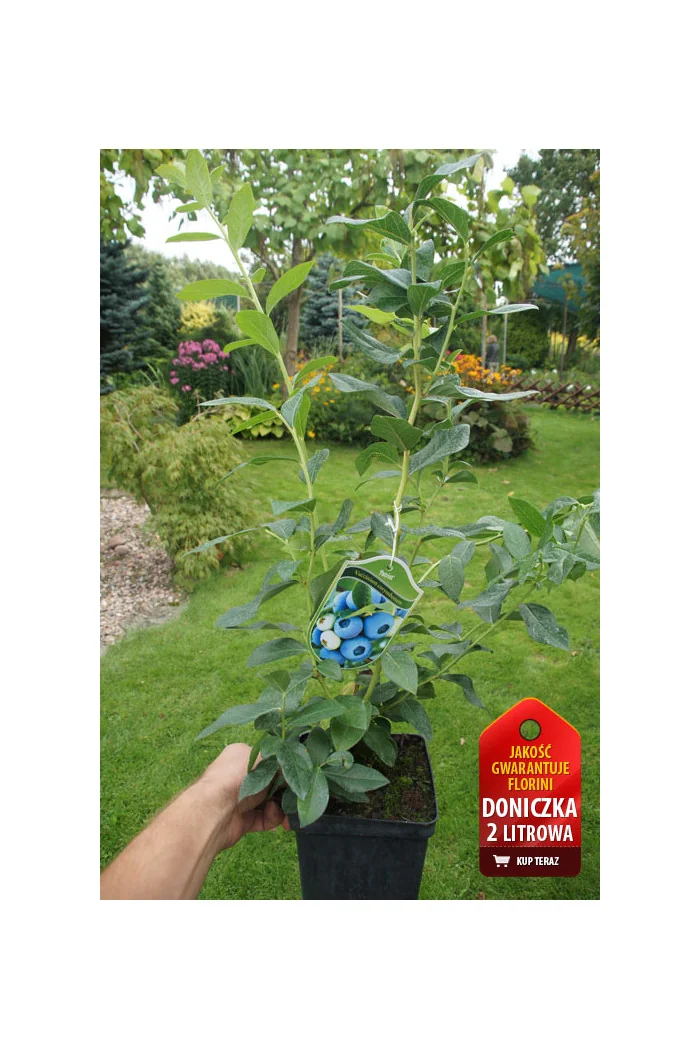 Borówka wysoka (amerykańska) 'Brigitta' Vaccinium corymbosum