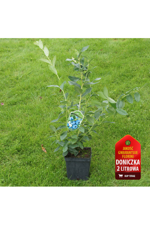 Borówka wysoka (amerykańska) 'Bonifacy' Vaccinium corymbosum