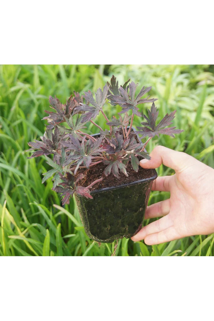 Bodziszek 'Midnight Reiter' Geranium pratense