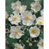 Zawilec mieszańcowy 'Honorine Jobert' | Anemone hybrida