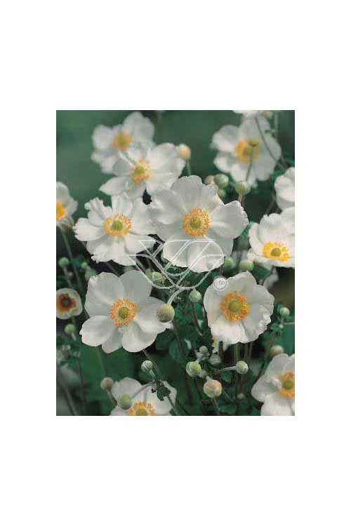 Zawilec mieszańcowy 'Honorine Jobert' | Anemone hybrida