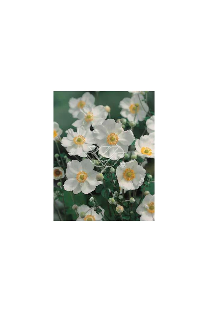 Zawilec mieszańcowy 'Honorine Jobert' | Anemone hybrida