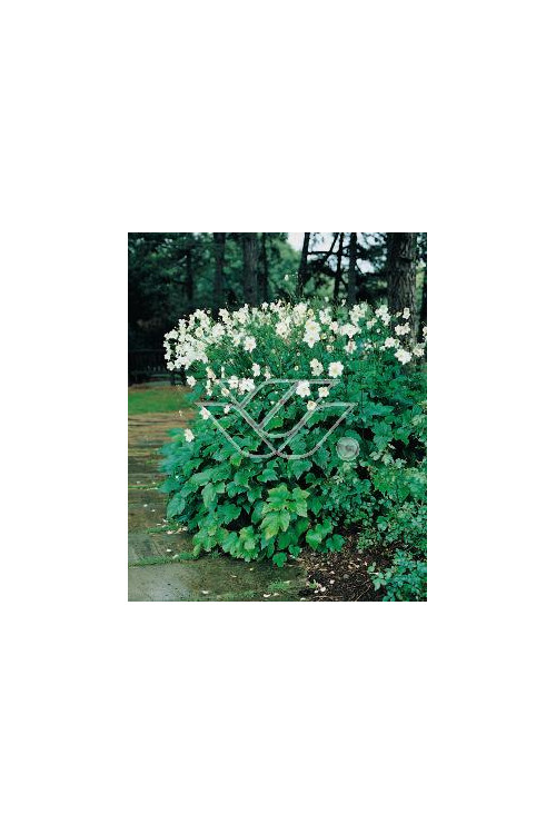 Zawilec mieszańcowy 'Honorine Jobert' | Anemone hybrida