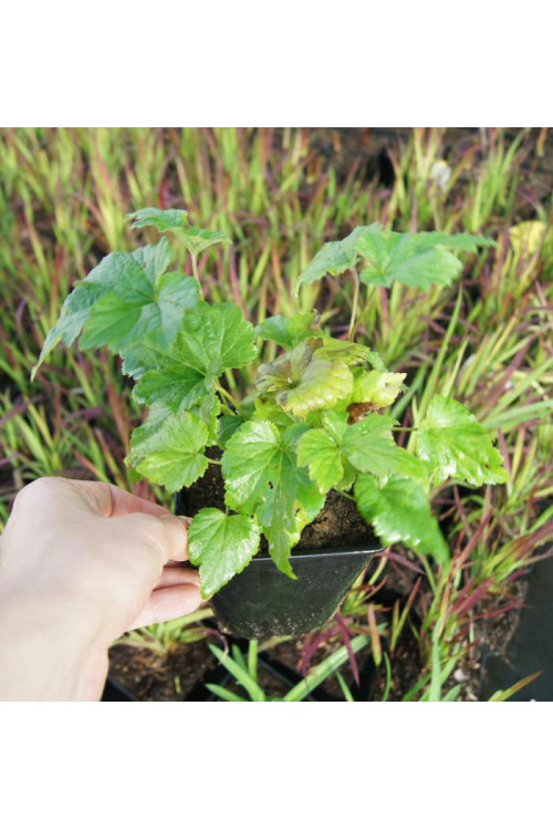 Zawilec mieszańcowy 'Honorine Jobert' | Anemone hybrida