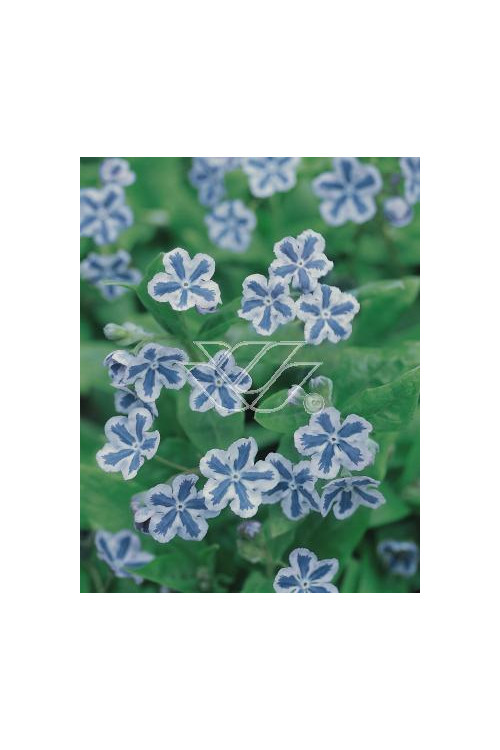 ułudka, ułudka Starry Eyes, omphalodes