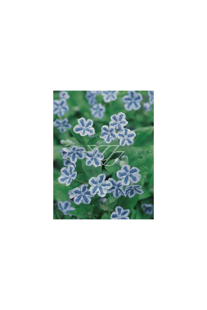 ułudka, ułudka Starry Eyes, omphalodes