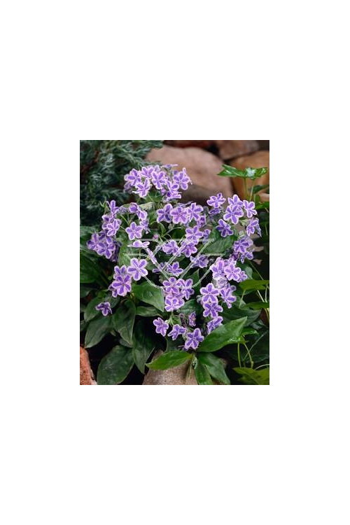 ułudka, ułudka Starry Eyes, omphalodes