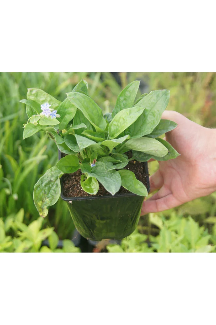 ułudka, ułudka Starry Eyes, omphalodes