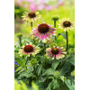 Jeżówka 'Green Twister' | Echinacea