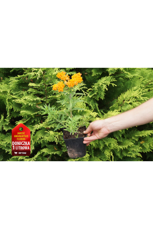 Trojeść, Asclepias