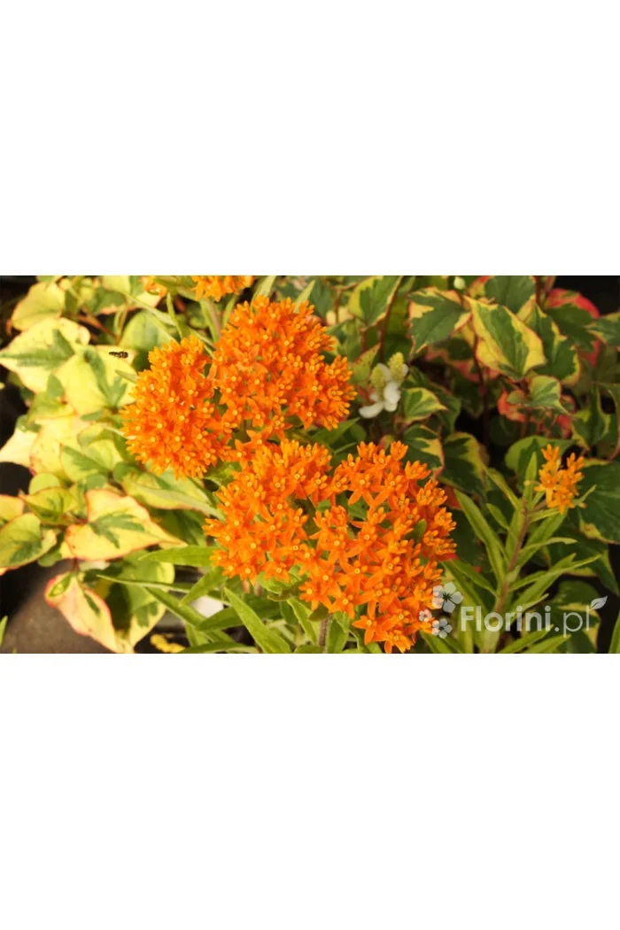 Trojeść, Asclepias