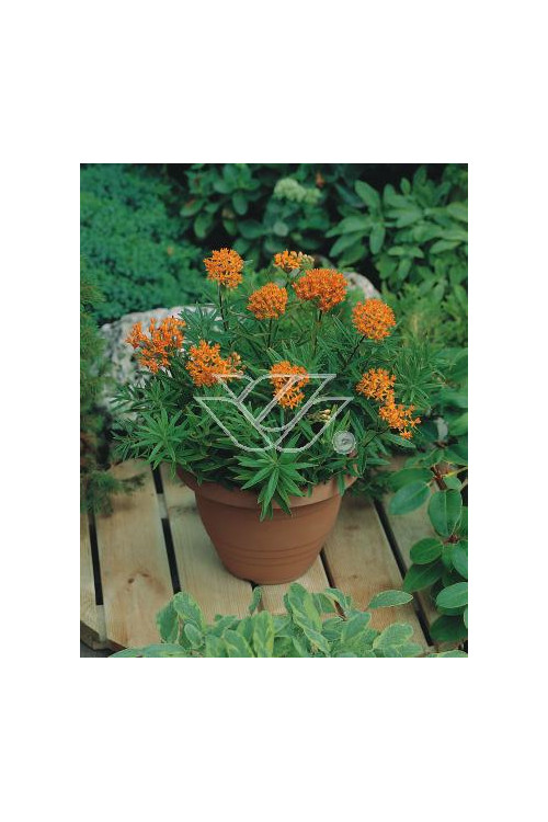 Trojeść, Asclepias