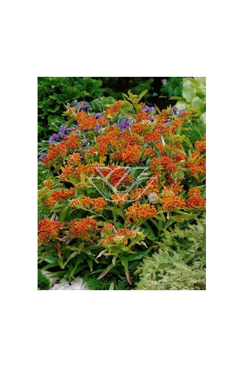 Trojeść, Asclepias