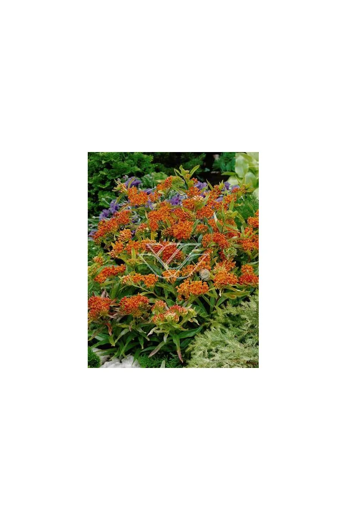 Trojeść, Asclepias