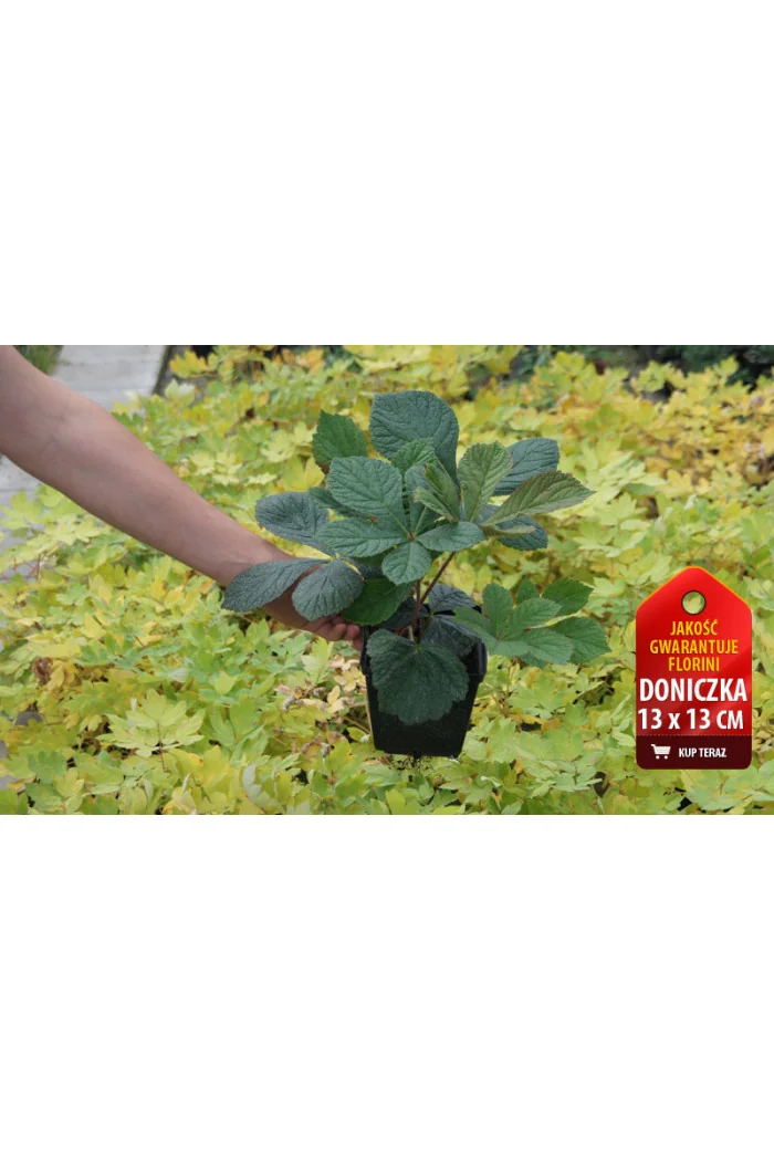 Rodgersja kasztanolistna | Rodgersia pinnata