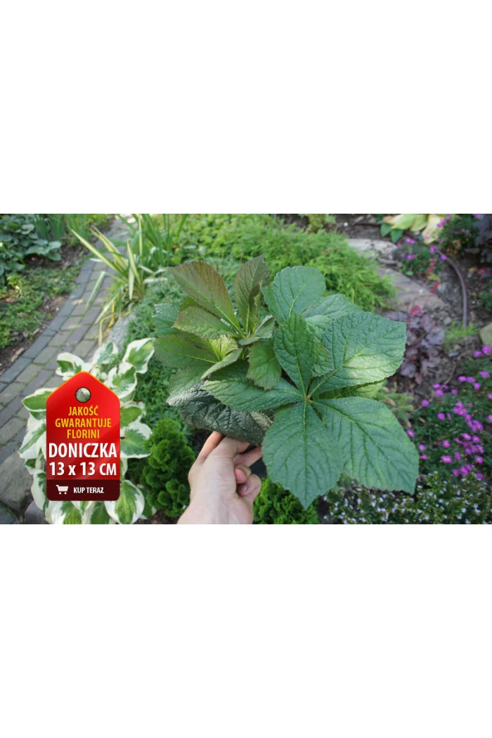 Rodgersja kasztanolistna | Rodgersia pinnata