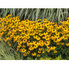 Rudbekia błyskotliwa 'Goldstrum' | Rudbeckia fulgida