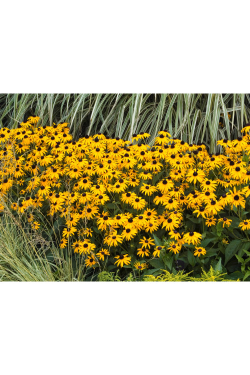 Rudbekia błyskotliwa 'Goldstrum' | Rudbeckia fulgida