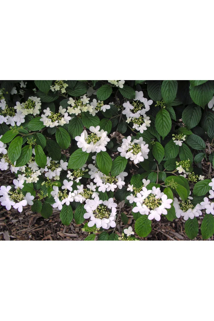 Kalina japońska 'Snowflake' Viburnum plicatum