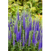 Przetacznik kłosowy 'Ulster Dwarf Blue' | Veronica spicata