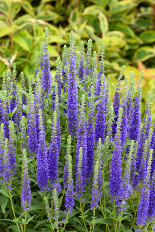 Przetacznik kłosowy 'Ulster Dwarf Blue' | Veronica spicata