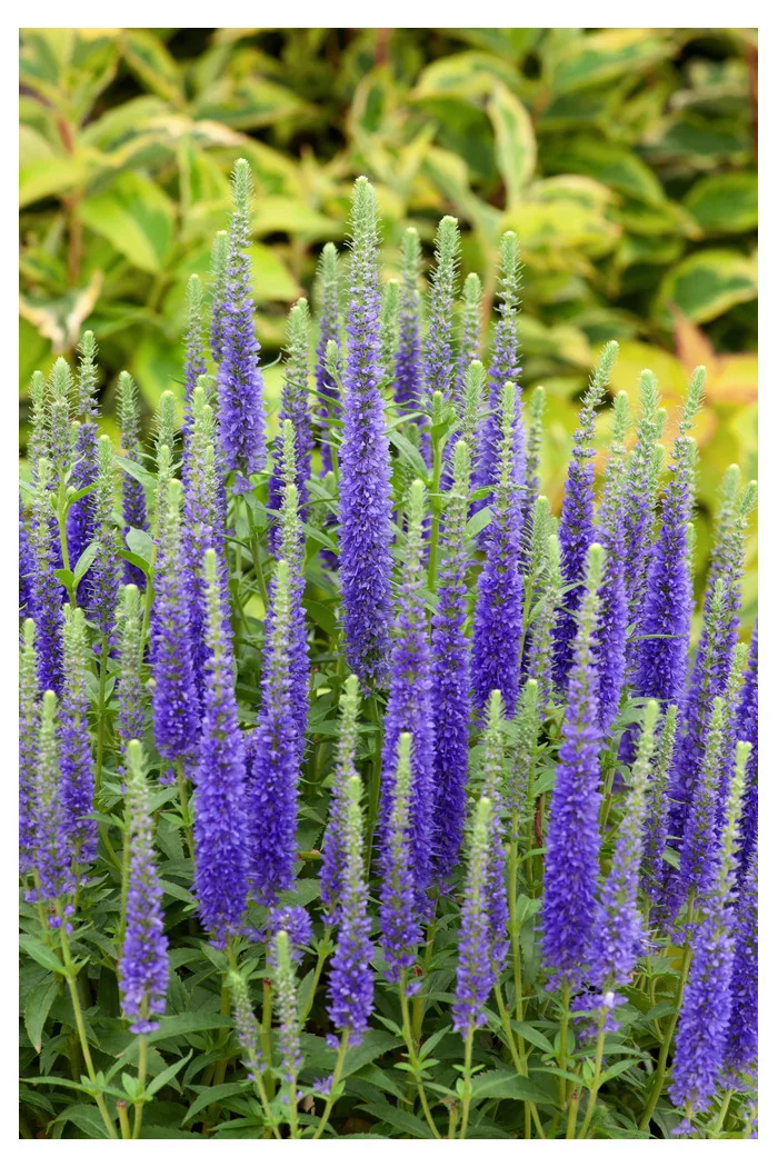 Przetacznik kłosowy 'Ulster Dwarf Blue' | Veronica spicata