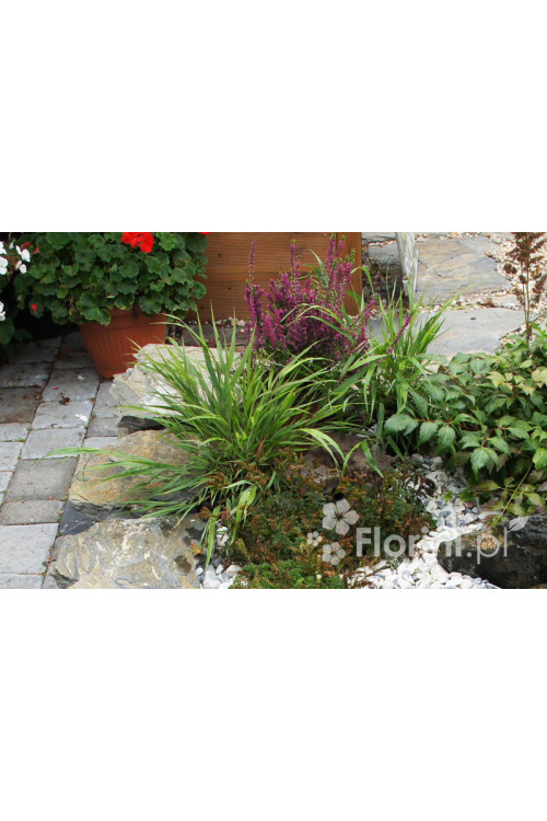 Hakonechloa | Hakonechloa macra