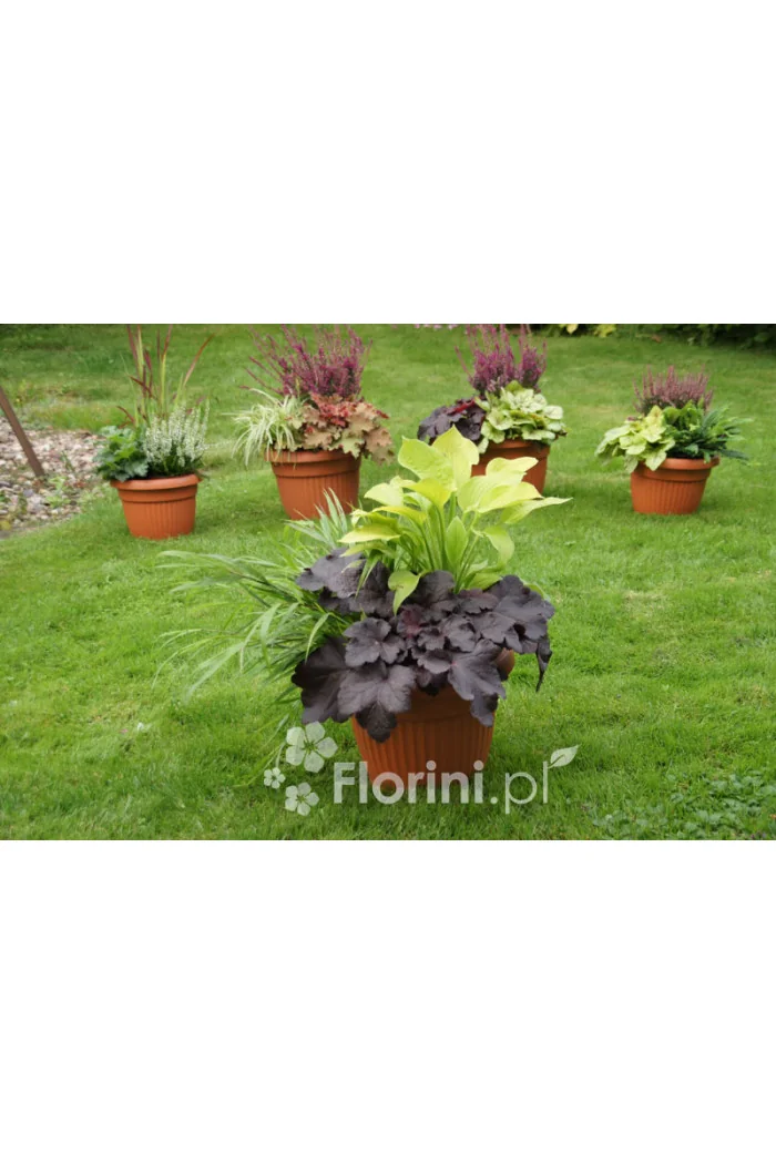 Hakonechloa | Hakonechloa macra