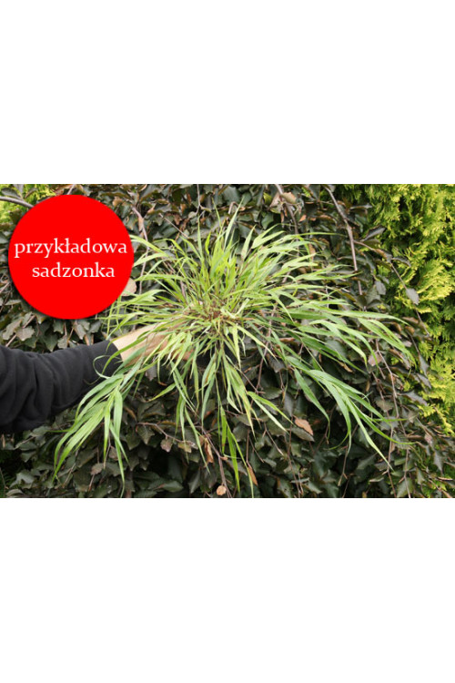 Hakonechloa | Hakonechloa macra