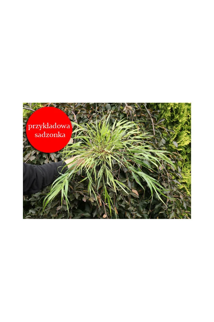 Hakonechloa | Hakonechloa macra