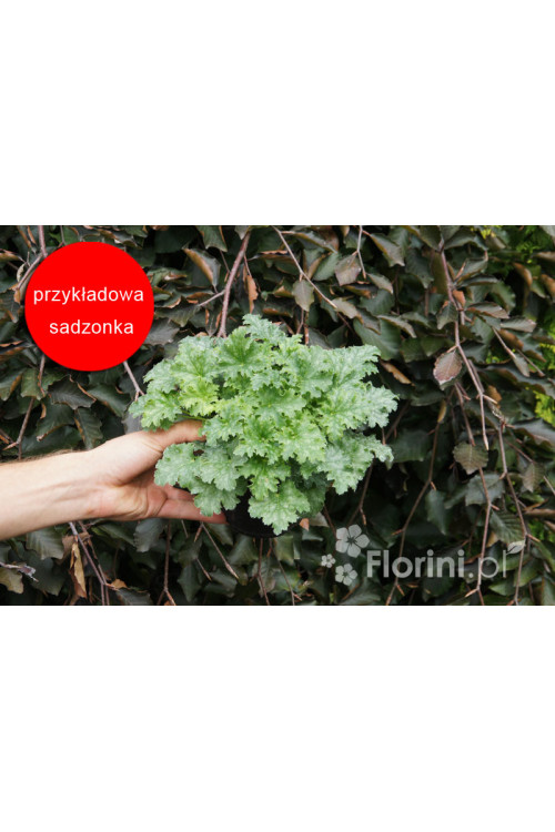 Żurawka 'Apple Crisp' | Heuchera