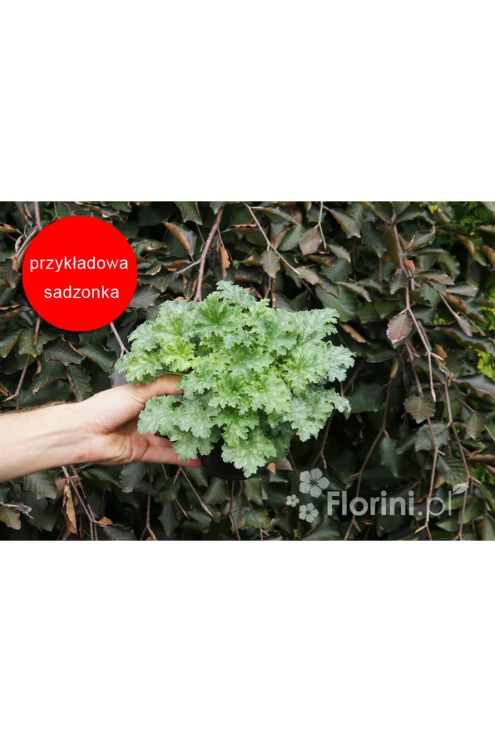 Żurawka 'Apple Crisp' | Heuchera