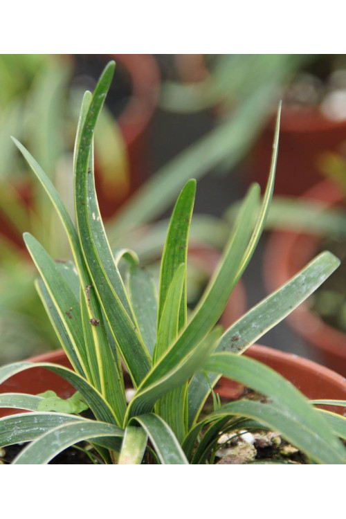 Liriope 'Gold Banded' Liriope muscari