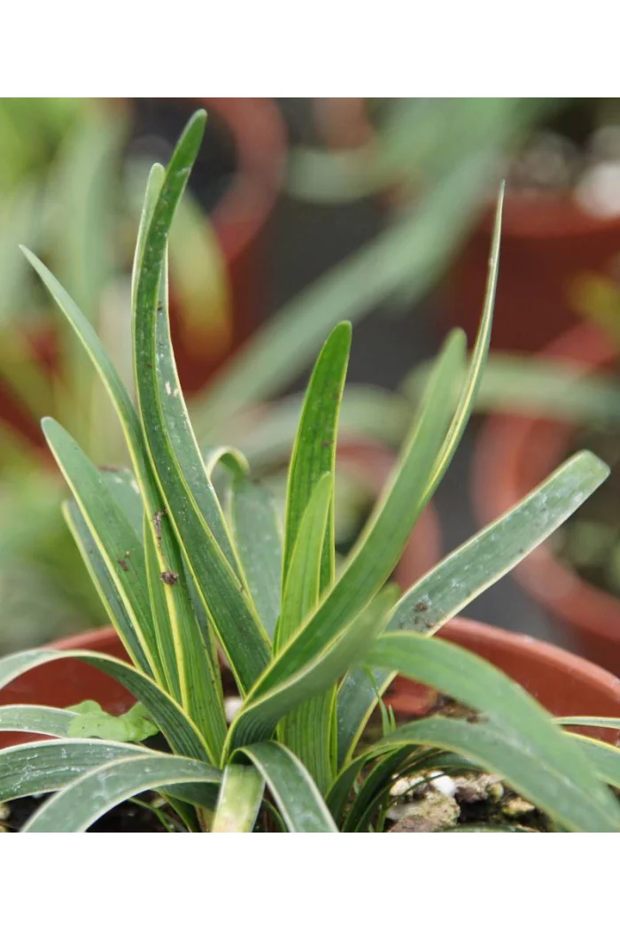 Liriope 'Gold Banded' Liriope muscari
