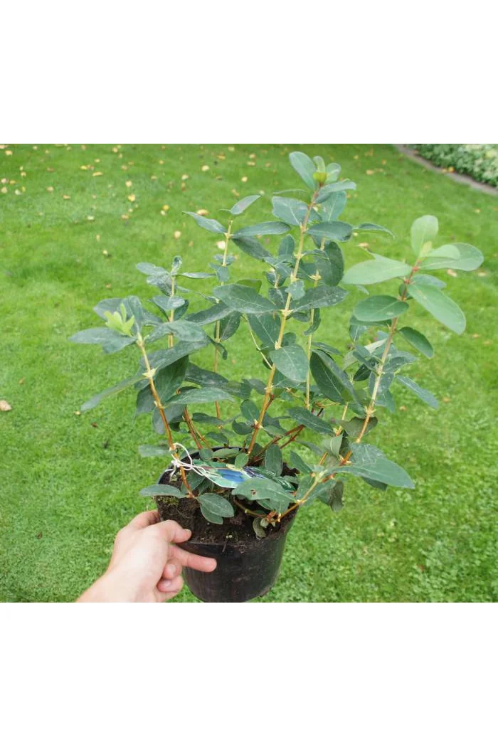 Jagoda kamczacka 'Leningradskij Welikan' | Lonicera coerulea var. Kamtschatica