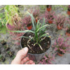 Liriope 'Money Maker' Liriope muscari
