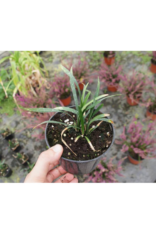 Liriope 'Money Maker' Liriope muscari