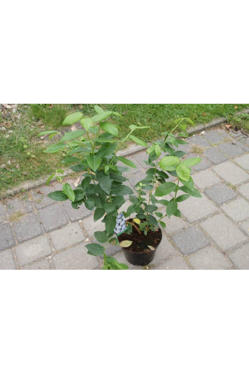 Borówka wysoka (amerykańska) 'Duke' | Vaccinium corymbosum