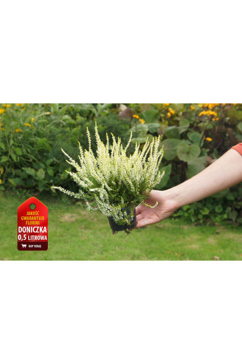 Wrzos 'Claudine' Calluna vulgaris