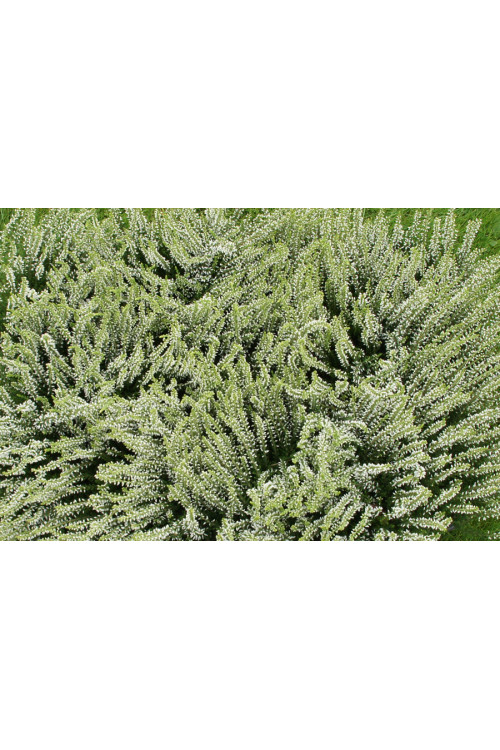 Wrzos 'Claudine' Calluna vulgaris