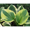 Funkia 'Twilight' | Hosta
