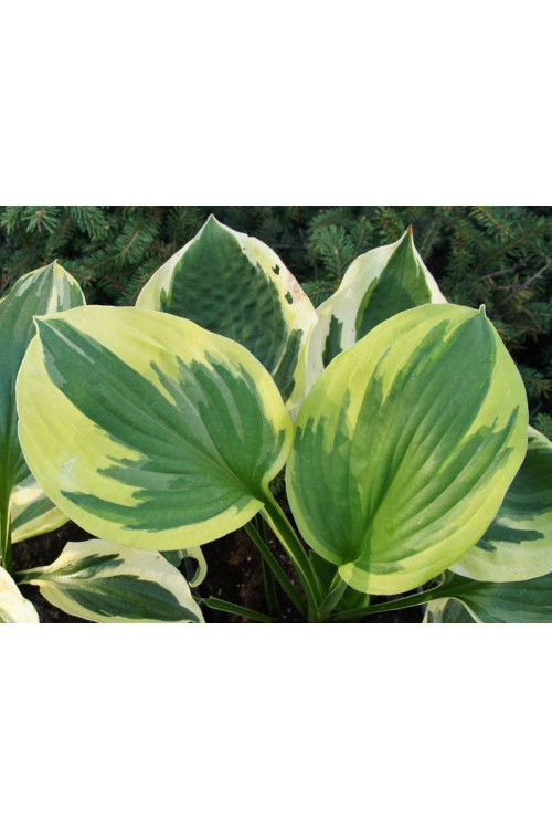 Funkia 'Twilight' | Hosta