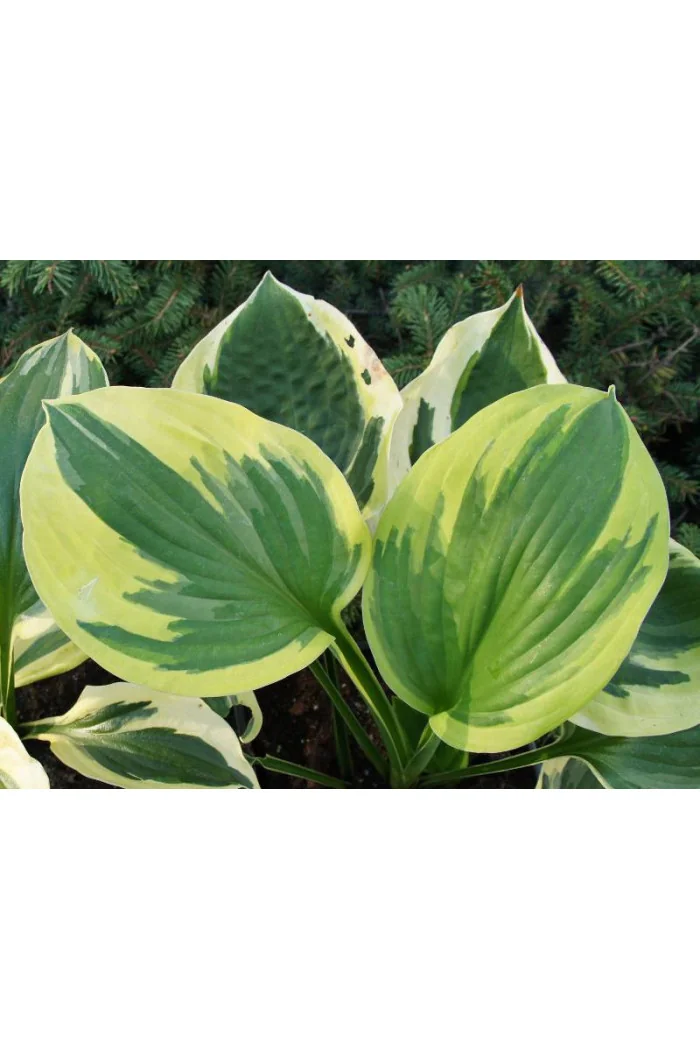 Funkia 'Twilight' | Hosta