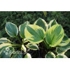 Funkia 'Twilight' | Hosta